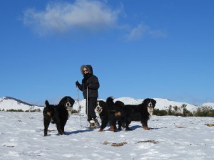chiens neige millet 2015 011