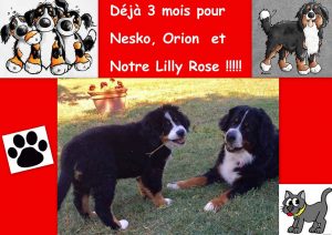Lilly Rose 3 mois et sa maman Jonquille
